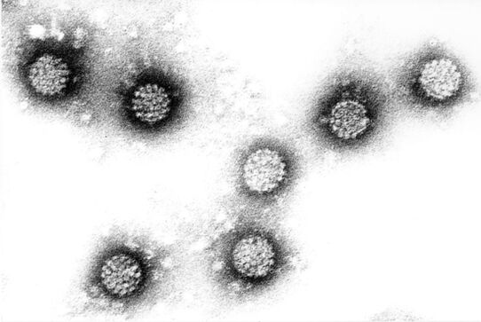 Virus del papilloma umano